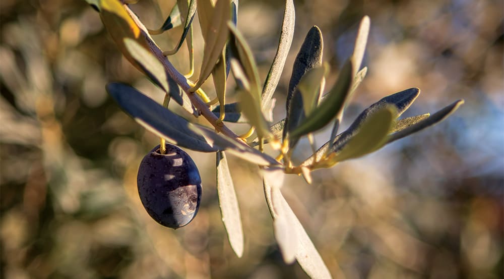 New life for Viva Olives