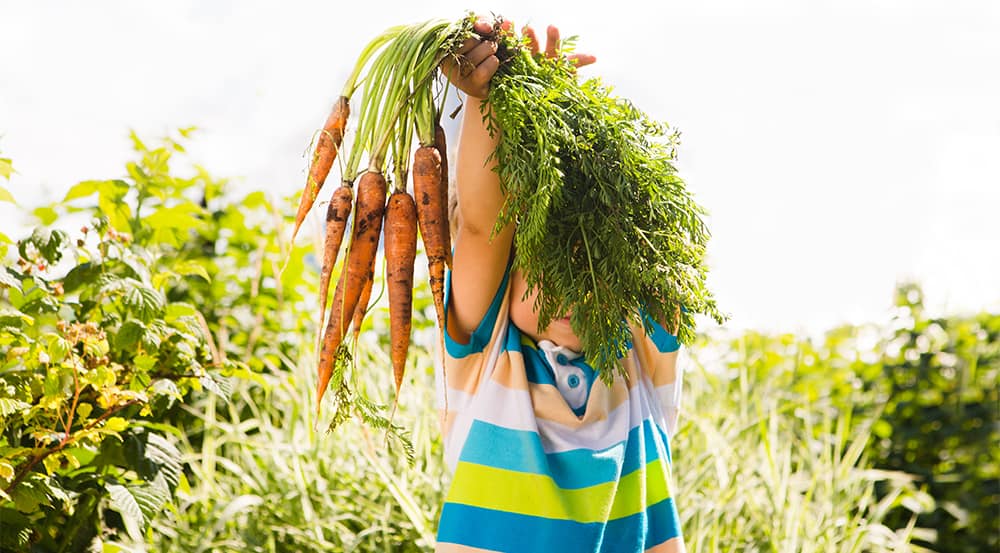 A guide to starting your own vegetable garden