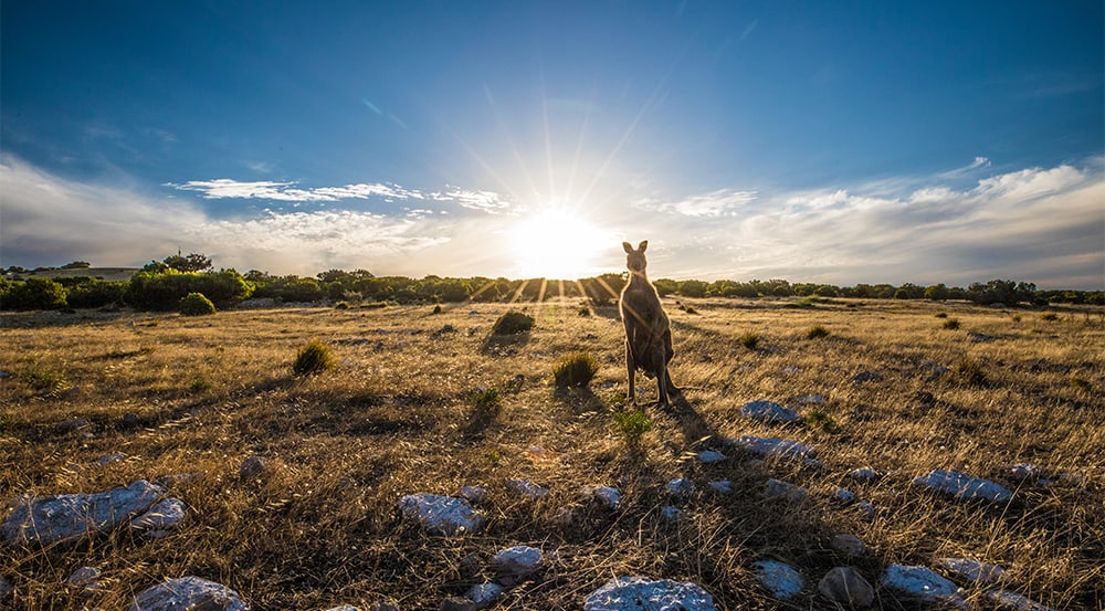 Kangaroo Island looks to the future