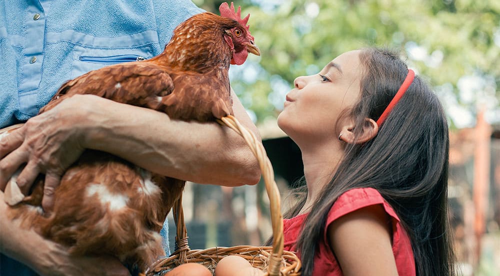 Backyard chickens