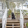 Finding a Pet Friendly Rental in 2026: What Renters Need to Know