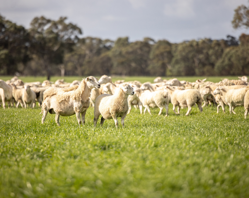 Group of sheep grazing on lush green rural pasture with trees in background.