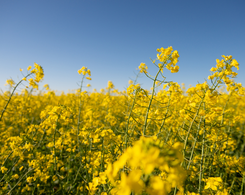 Bright yellow canola flowers in a rural field under a clear blue sky.